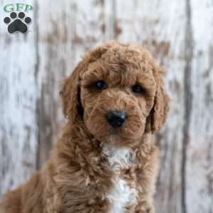 Hedwig, Mini Labradoodle Puppy